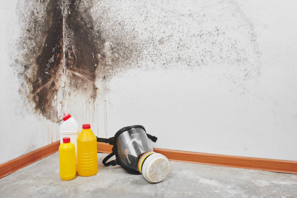 Best Best Mold Removal Companies  in Summit Park, UT