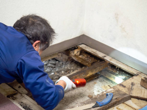Best Best Mold Removal Companies  in Summit Park, UT