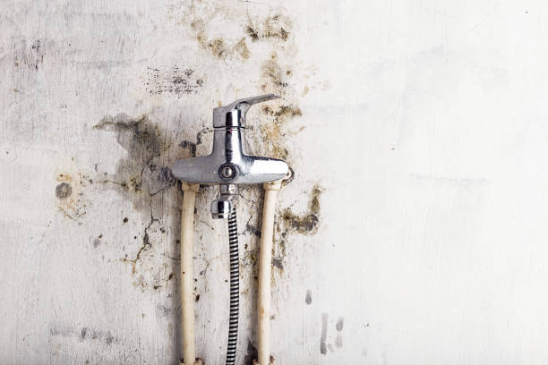 Best Mold Removal Company Near Me  in Summit Park, UT