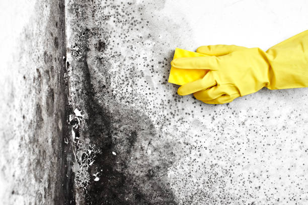Mold Removal and Inspection in Summit Park, UT