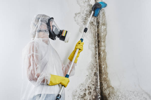 Best Commercial Mold Removal  in Summit Park, UT