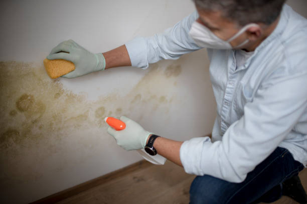 Best Black Mold Removal  in Summit Park, UT
