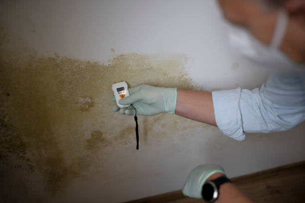 Best Attic Mold Removal  in Summit Park, UT