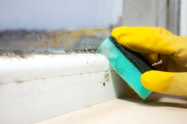 Attic Mold Removal in Summit Park, UT