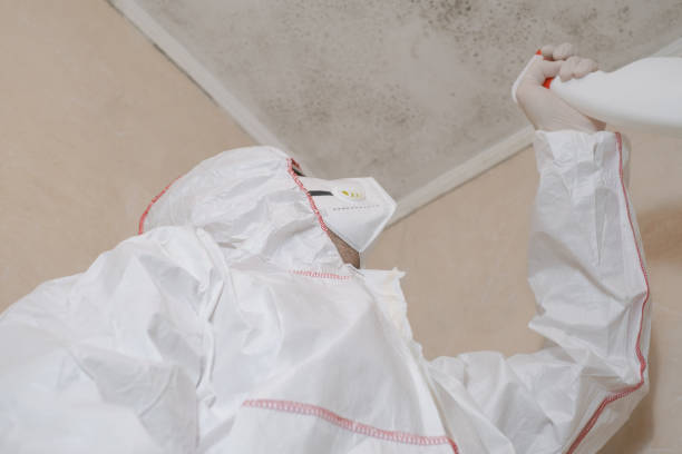 Best Toxic Mold Removal  in Summit Park, UT