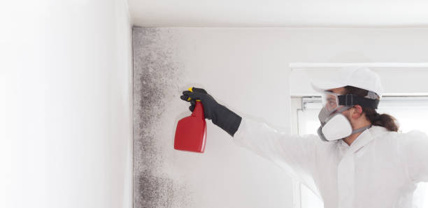 Best Mold Remediation  in Summit Park, UT
