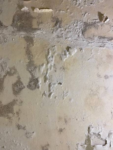 Best Same-Day Mold Removal  in Summit Park, UT