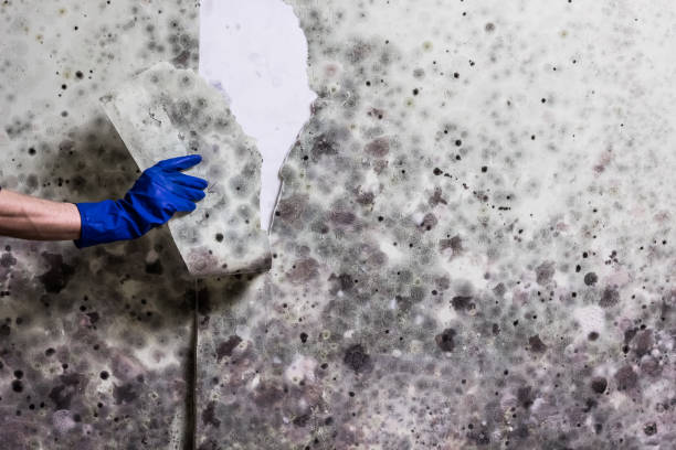 Best Mold Testing  in Summit Park, UT