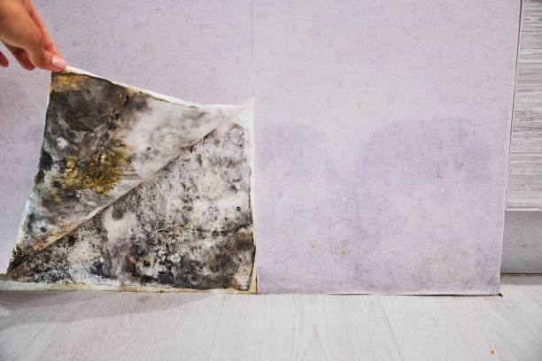 Best Crawl Space Mold Removal  in Summit Park, UT